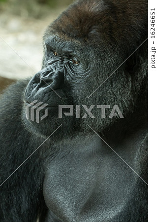 クールなゴリラさん Cool Gorillaの写真素材