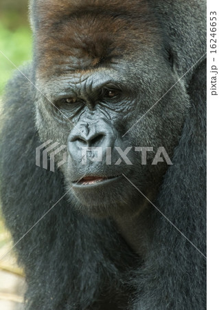 クールな表情のゴリラさん Handsome Gorillaの写真素材
