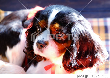 犬 犬 16246700