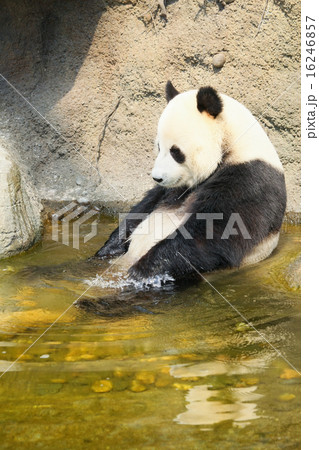 Giant panda sitting in water Giant panda sitting in water 16246857