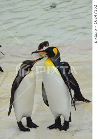 オウサマペンギン(キングペンギン)(葛西臨海水族館/東京都江戸川区臨海町6-2-3) オウサマペンギン(キングペンギン)(葛西臨海水族館/東京都江戸川区臨海町6-2-3) 16247102