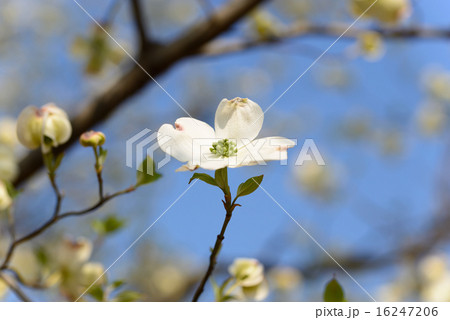 ハナミズキ ハナミズキ 16247206