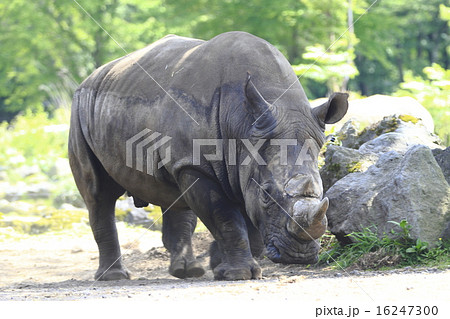 サイ サイ 16247300