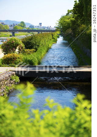 京都 鴨川と並走するみそそぎ川の写真素材