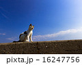 佐柳島の猫 16247756