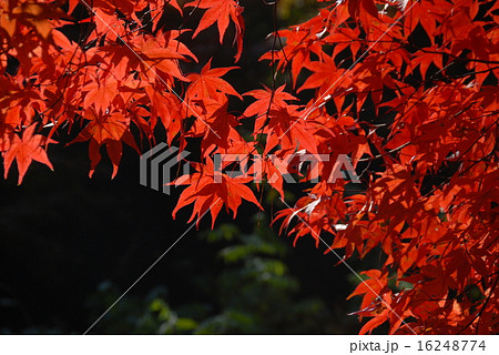 紅葉 16248774