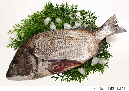 黒鯛 チヌ 黒鯛 チヌ 16248801