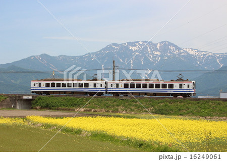 北越急行ほくほく線と菜の花 北越急行ほくほく線と菜の花 16249061
