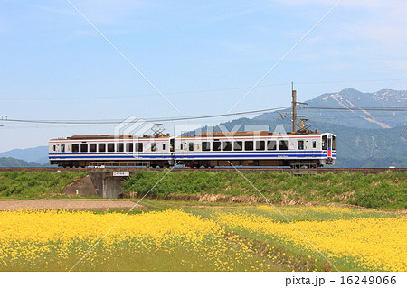 北越急行ほくほく線と菜の花 北越急行ほくほく線と菜の花 16249066