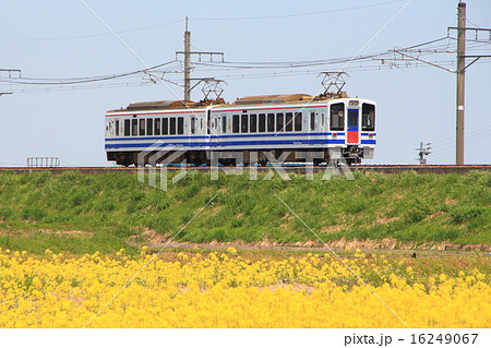 北越急行ほくほく線と菜の花 北越急行ほくほく線と菜の花 16249067