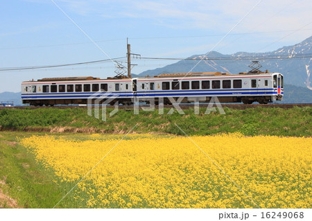 北越急行ほくほく線と菜の花 北越急行ほくほく線と菜の花 16249068