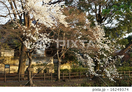 東京観光スポット・善福寺公園「下の池」の畔に咲く辛夷の花・横位置 16249374
