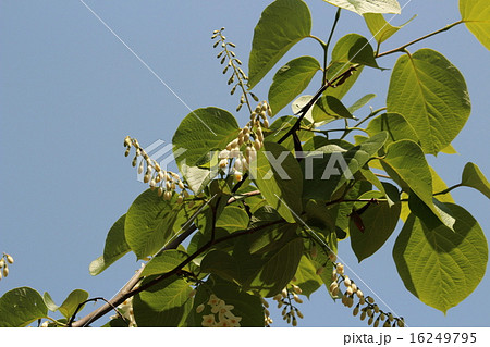 ハクウンボクの白い花 ハクウンボクの白い花 16249795