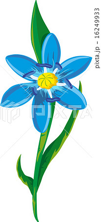 scilla scilla 16249933