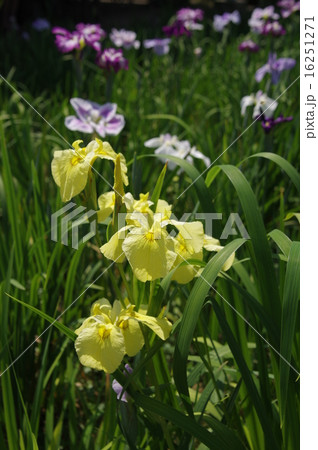 油ヶ渕花しょうぶ 16251271