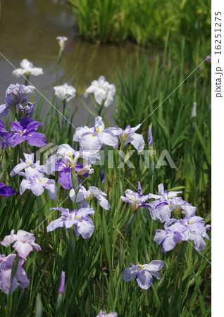 油ヶ渕花しょうぶ 16251275