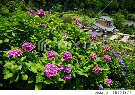 6月花　アジサイ・アジサイ科232服部農園あじさい屋敷 16251377