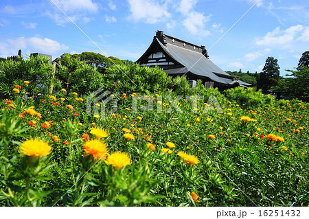 6月花　ﾍﾞﾆﾊﾞﾅ・キク科03千葉県長南町・長福寿寺 16251432