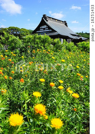 6月花 ベニバナ・キク科04千葉県長南町・長福寿寺 6月花 ベニバナ・キク科04千葉県長南町・長福寿寺 16251433