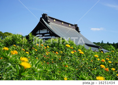 6月花 ベニバナ・キク科05千葉県長南町・長福寿寺 6月花 ベニバナ・キク科05千葉県長南町・長福寿寺 16251434