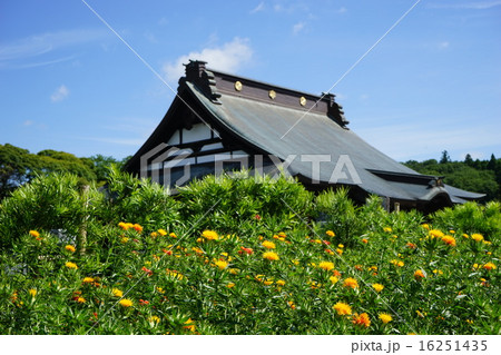 6月花　ﾍﾞﾆﾊﾞﾅ・キク科06千葉県長南町・長福寿寺 16251435