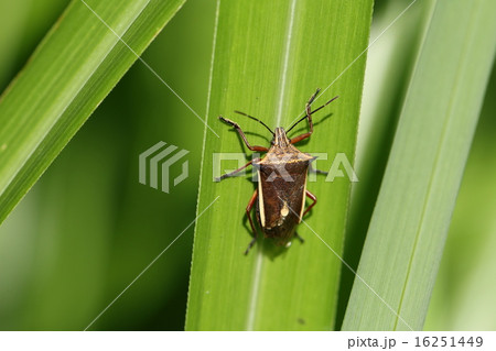 シロヘリクチブトカメムシ シロヘリクチブトカメムシ 16251449