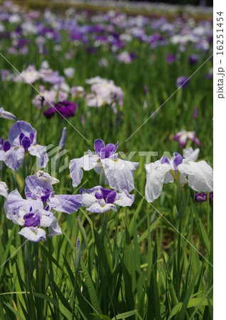 油ヶ渕花しょうぶ 16251454