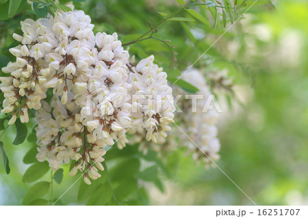 ニセアカシアの花 16251707