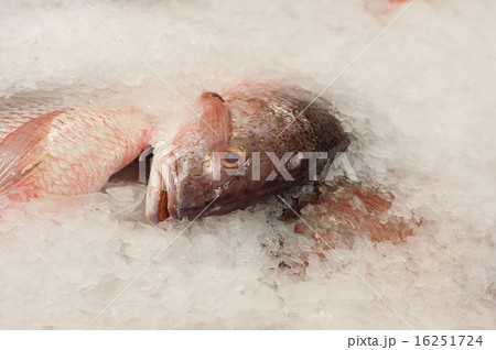 Snapper fish on ice at a fish market Snapper fish on ice at a fish market 16251724