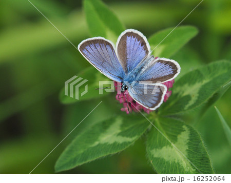 ヒメシジミ ヒメシジミ 16252064