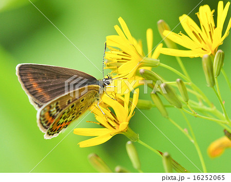 ヒメシジミのメス 16252065