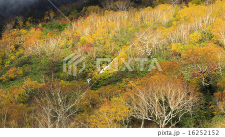 栂池自然園 16252152