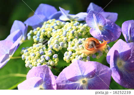 アジサイ762 16252239