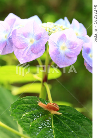 かたつむり811 16252240