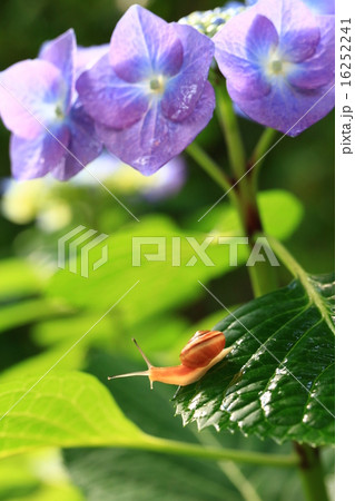 かたつむり826 16252241