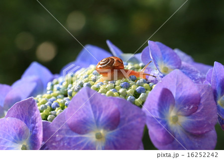 かたつむり840 16252242