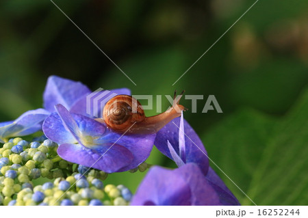 かたつむり859 かたつむり859 16252244