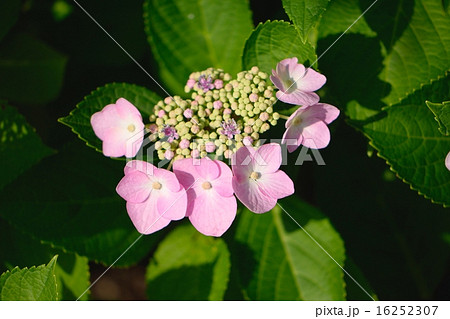 初夏の紫陽花「うずあじさい」 初夏の紫陽花「うずあじさい」 16252307