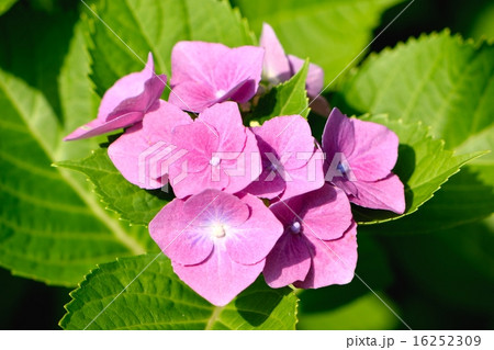 初夏の紫陽花「うずあじさい」 初夏の紫陽花「うずあじさい」 16252309