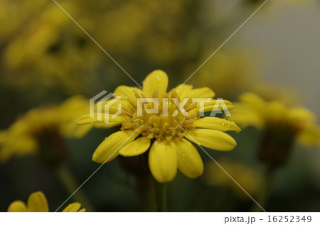雨に濡れるツワブキの花 雨に濡れるツワブキの花 16252349