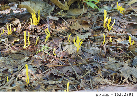 ナギナタタケ ナギナタタケ 16252391