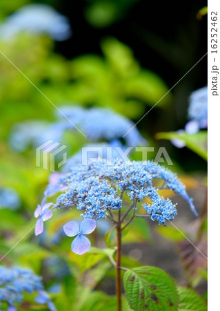 初夏の紫陽花、質素なイメージの「エゾアジサイ｣ 16252462