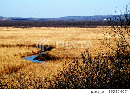 コッタロ湿原 16252497