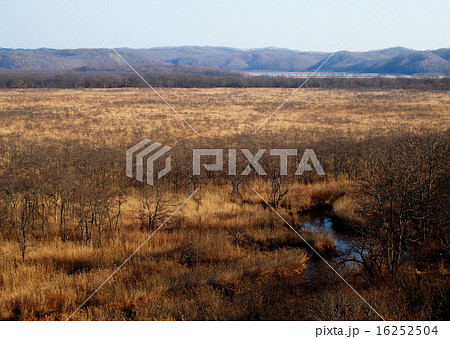 コッタロ湿原 16252504