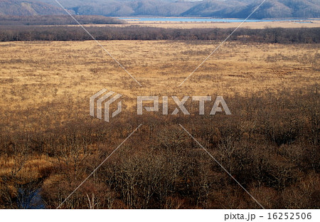 コッタロ湿原 コッタロ湿原 16252506