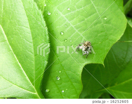ハエトリグモ ハエトリグモ 16252605