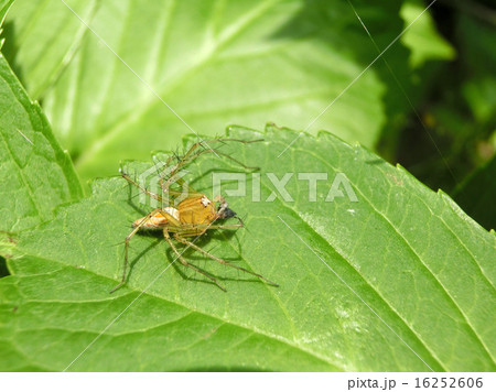 ササグモ 16252606