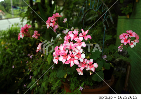 ゼラニウム 16252615