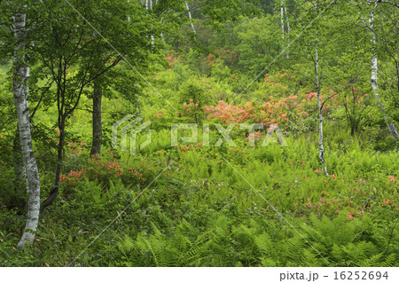 志賀高原 志賀高原 16252694