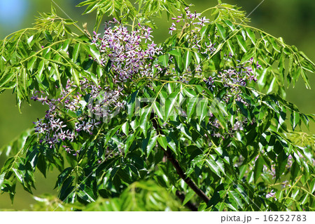 センダン(栴檀) センダン(栴檀) 16252783